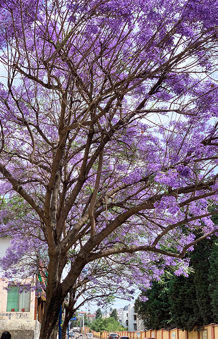 1619428149584966.jpg B9922F5E8D7D211D44F671E0AAACDE52小圖.jpg